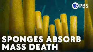 How Sponges Beat The First Mass Extinction