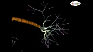 Nervous System – Structure and function of neuron – 3D animated model – in English