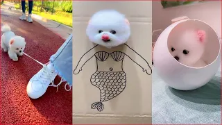 Tik Tok Chó Phốc Sóc Mini 😍 Funny and Cute Pomeranian #54