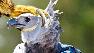 Kahit Ang Agila Ay Takot Sa Kanila || 20 Worst Cruel Bird Attack Caught On Camera