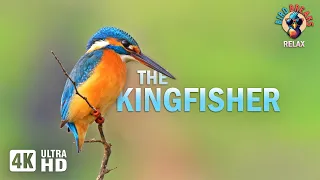 A Symphony by the Stream: A Kingfisher's Paradise Calm (4K)