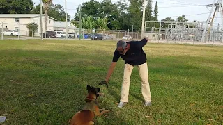 Belgian Malinois 11 month