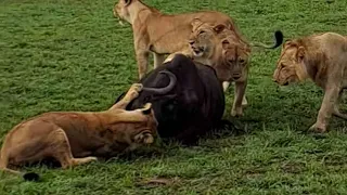 Rongai Lion pride just put down a buffalo | Lion vs Buffalo | 16 October 2023