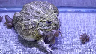 African Bullfrog Eats Many Small Frogs! African Bullfrog Live Feeding
