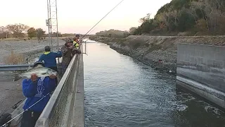 Striper Fishing on Top of The Spillway. EP 103