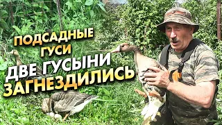 Подсадные гуси / ДВЕ ГУСЫНИ ЗАГНЕЗДИЛИСЬ !