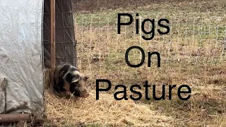 Pasture Pigs In The Winter!