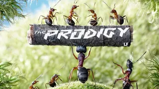 THE PRODIGY - CLIMBATIZE VIDEO - UNOFFICIAL VIDEO. @theprodigy