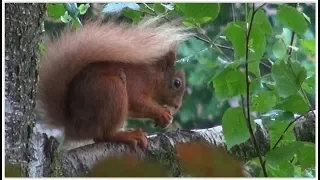 Red Squirrels -  in Grasmere in the Lake District