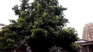 3500 years old Mango Tree