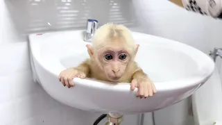 Baby monkey Miker having bath