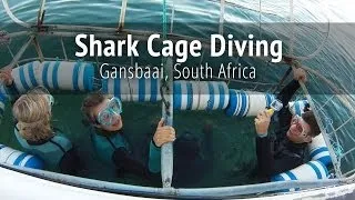 Shark Cage Diving - Gansbaai, South Africa