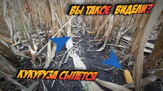 А вы такое видели?  Кукуруза сыпется...Попробуй убери