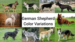 German Shepherd Color Variations | All Coat Colors of German Shepherd