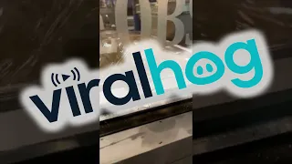 Rat in Restaurant Gets Rice as a Meal || ViralHog