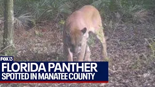 Rare Florida panther sighting at Duette Preserve