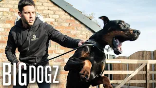 The World's Toughest Guard Dogs | BIG DOGZ