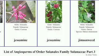 List of Angiosperms of Order Solanales Family Solanaceae Part 3 jaltomata lycium nightshade large