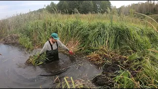 Копаю озеро в болоте. Прилетали дикие утки!