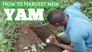 How to Harvest new YAM and reserved the Tubber to grow for the next season || Yam farming in NAIJA