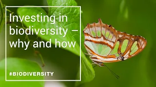 Investing in biodiversity – toward a nature-positive economy