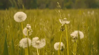 rainy spring in the mountains | LUMIX S5II X | SIRUI SATURN 50/75 MM ANAMORPHIC LENSES