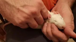массаж для крысы (Фени)