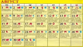 Календарь работ Виноградаря.[Работы в Августе]