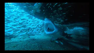 Sand Tiger Shark Yawn   4K