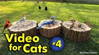 Backyard Bird Watching - Video for Cats | Video 4