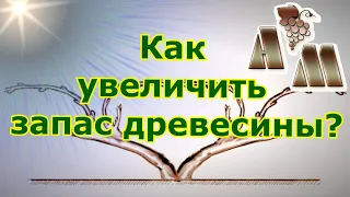 🍇 Как увеличить запас многолетней древесины в бесштамбовых формировках винограда?