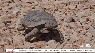 Desert tortoises capture lots of attention, care at Edwards