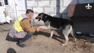 Чотирилапих жертв війни рятують бродівські зоозахисники