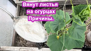 Огурцы больше не будут увядать. Боремся с увяданием, увеличиваем урожайность.