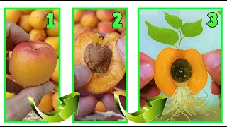 APRICOTS, amazing! give birth to a seedling with the "FARMER TRUCK" in 10 days, FREE from the seed
