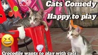Cats funny, crocodile want to play with cats in the village.#comedy #funny #kitten #cat #lovely #cat