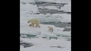 Polar bears #short