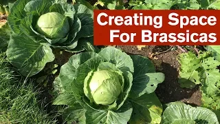 Creating Space For Brassicas