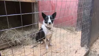 Хатико из д.Дуброво обрёл новый дом