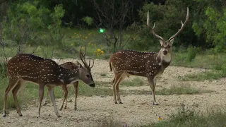 Ultimate Bowhunting Kill Shot Compilation - 78 Kill Shots in 2 Minutes!