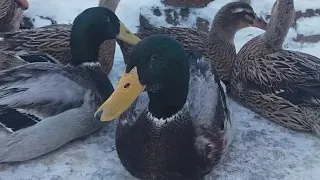 Как индийские бегуны переносят прогулки в мороз -18°