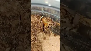 охота скорпиона hottentotta