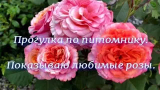 Прогулка по питомнику. Показываю любимые розы.. Питомник растений Е. Иващенко