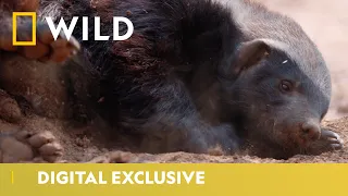 The Life of Honey Badgers | Predator Mondays | National Geographic Wild UK