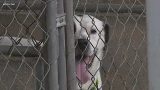 Monroe County weighs defunding animal shelter