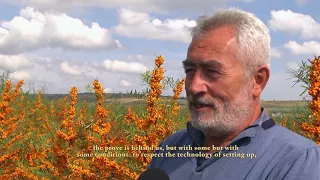 LIVADA CU BOBITE AURII(CATINA)/SEA BUCKTHORN FROM CARPATHIAN GARDEN