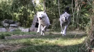 When Wolves Soar (in slow motion)