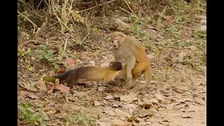 Marten attacking Langur