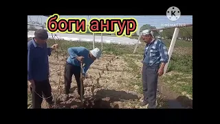 тарзи  шинонидани  ангур