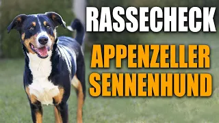 Appenzeller Sennenhund Rassecheck  - Rasseportrait, Rassebeschreibung, Informationen zur Rasse